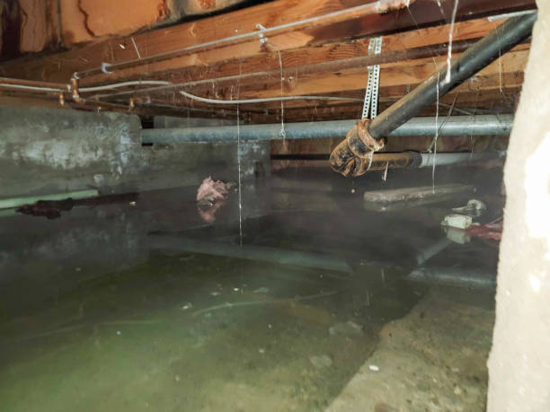 Best Mold removal after water damage  in Gulfport, MS